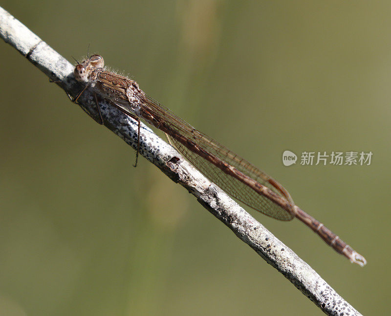 普通冬青蛱蝶(fusecma fusca